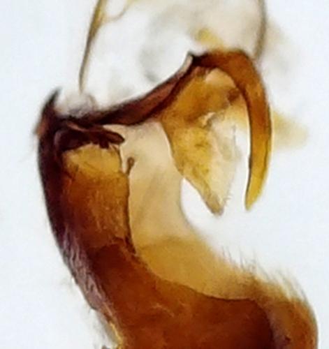 Dichrorampha plumbana